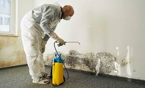 Why You Should Choose Our Mold Remediation Services in Freeport, PA